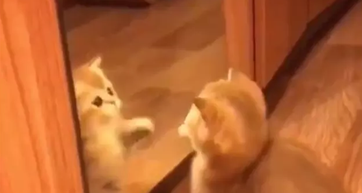 3 Reaksi Kucing Saat Melihat Cermin Ini Menggemaskan Banget