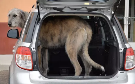 9 Potret Irish Wolfhounds, Anjing Raksasa yang Tingkahnya Bikin Gemas