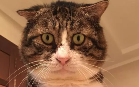 Viral Aksi Pria Bicara dengan Kucing Ini Bikin Ngakak, Kocak Abis