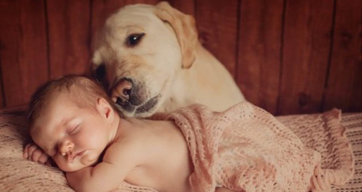 Seekor anjing selamatlan bayi