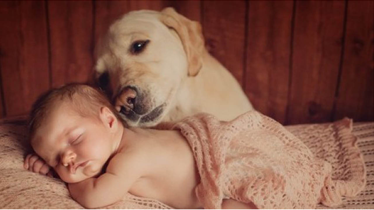 Seekor Anjing Selamatkan Bayi yang Dikubur Hidup-hidup oleh Ibunya
