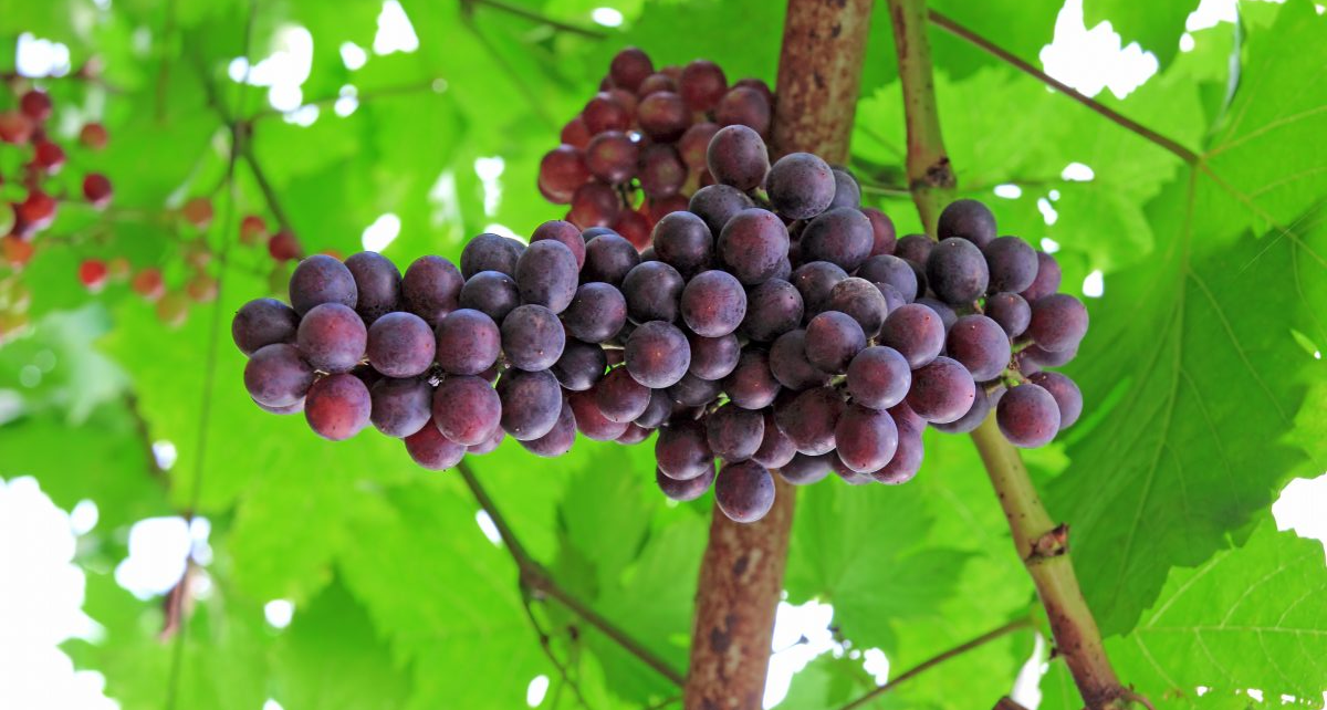 Beberapa Manfaat Biji Buah Anggur Yang Jarang Di Ketahui