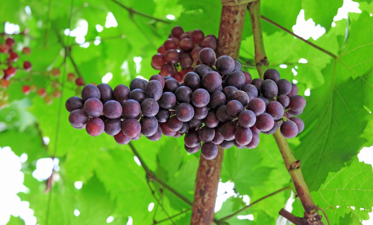 Beberapa Manfaat Biji Buah  Anggur  Yang Jarang Di Ketahui