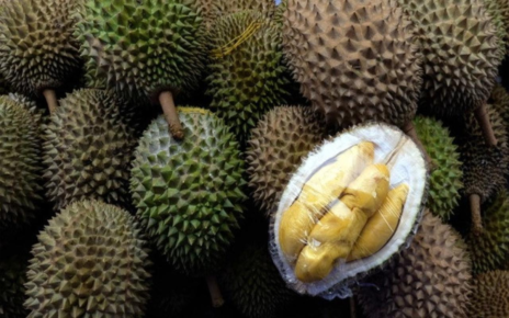 Buah Durian Termahal Di Dunia Ini Di Jual Dengan Harga 680 Juta