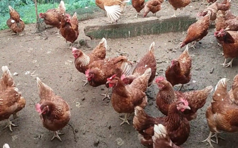 Cara Mencegah Virus Flu Burung Di Pertenakan Ayam Petelur