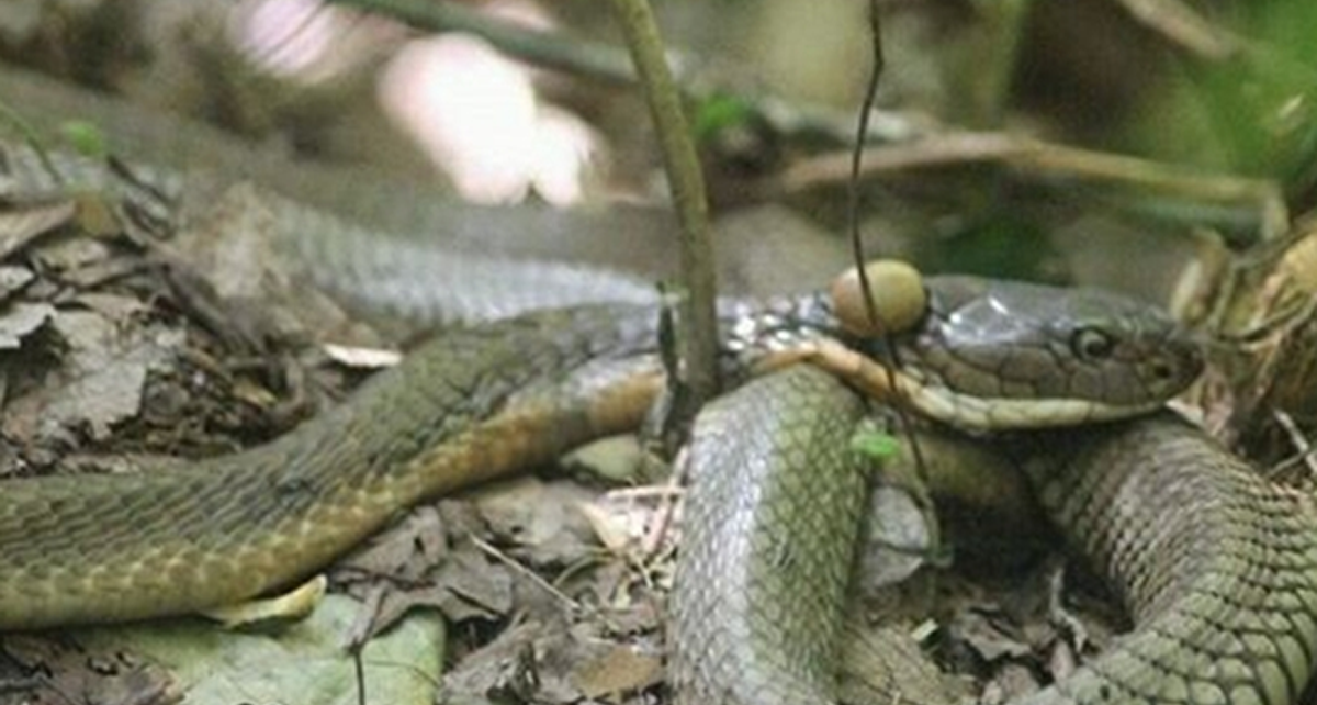 Selama 4 Tahun Tidak Bergerak Di Kapuas Seekor Ulang King Cobra