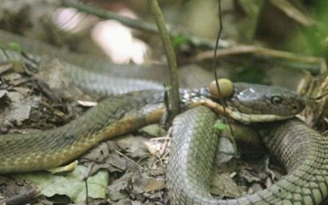 Selama 4 Tahun Tidak Bergerak Di Kapuas Seekor Ulang King Cobra