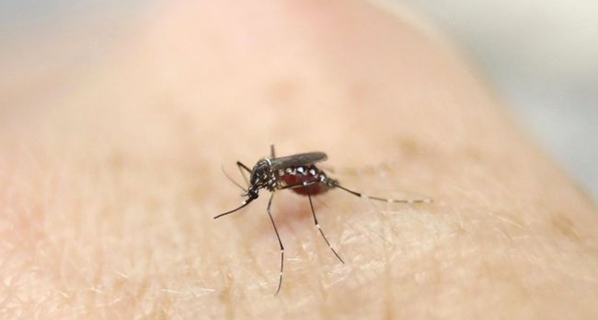 Hari Nyamuk Sedunia Sebagai Penemuan Bersejarah Setiap Tahun