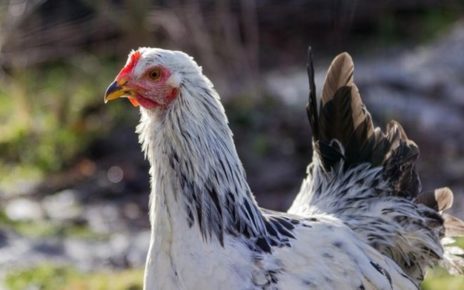 Seorang Nenek Di Australia Terwan Karena Dipatuk Ayam