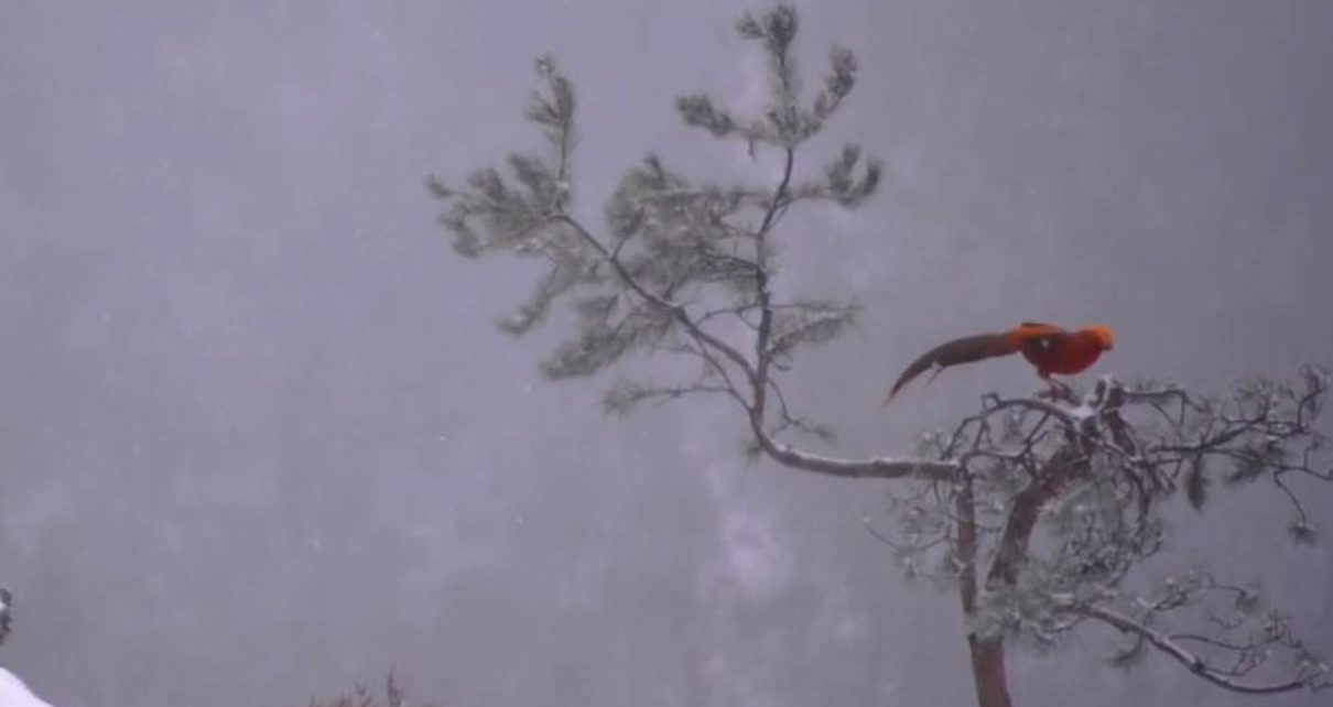 Burung Phoenix Merah Langkad Terlihat Menikmati Salju di China