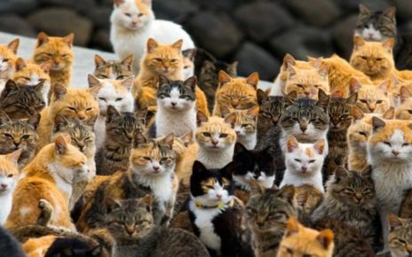 Misteri Kematian Aneh Kucing-Kucing Di Jepang Tersibak