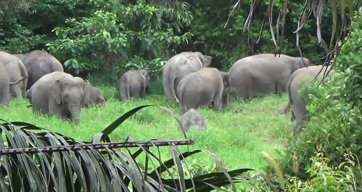 Seekor Induk Gajah Mati Makan Nanas Berisi Petasan di India