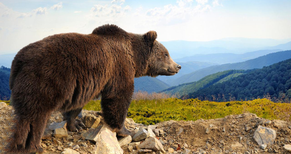 Seekor Beruang Cokelat Italia dijatuhi Hukuman Mati