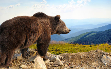 Seekor Beruang Cokelat Italia dijatuhi Hukuman Mati