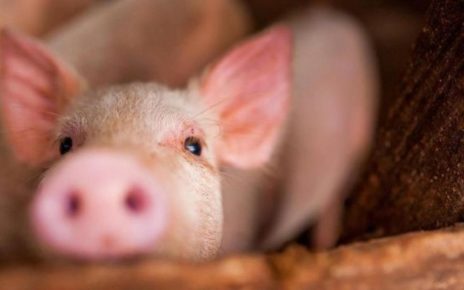 Pemerintah Sudah Mencari Jejak Virus Flu Babi
