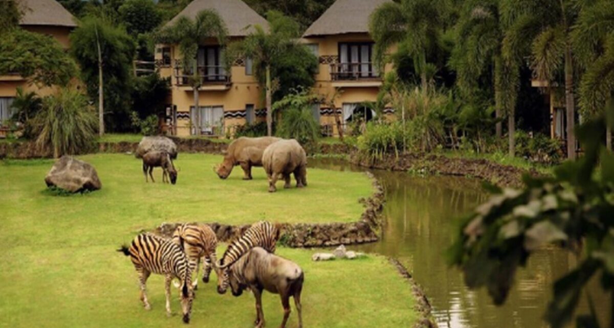 Tempat diBali Ini Tawarkan Nuansa Afrika Nama Bali Safari