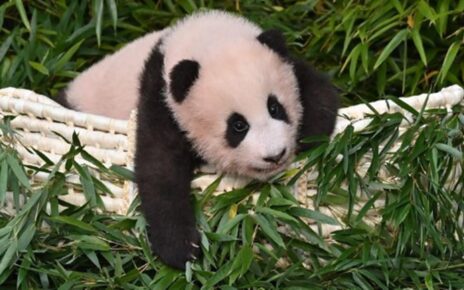 Panda Kelahiran Korsel Diberi Nama FuBao