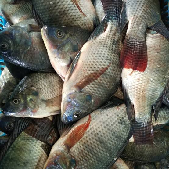 Kalah Bersaing Dengan Mujair Ikan Asli Papua Makin Langka