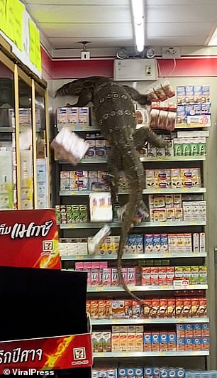 Biawak Raksasa Tiba-tiba Muncul di Minimarket Thailand