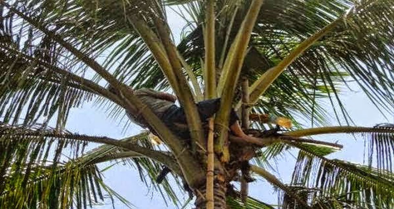 Seorang Pria Banyuwangi Tidur di Atas Pohon Kelapa