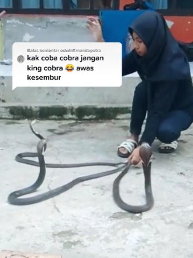 Gadis asal Bandung Pelihara King Cobra 4 Meter dan Melakukan  Atraksi