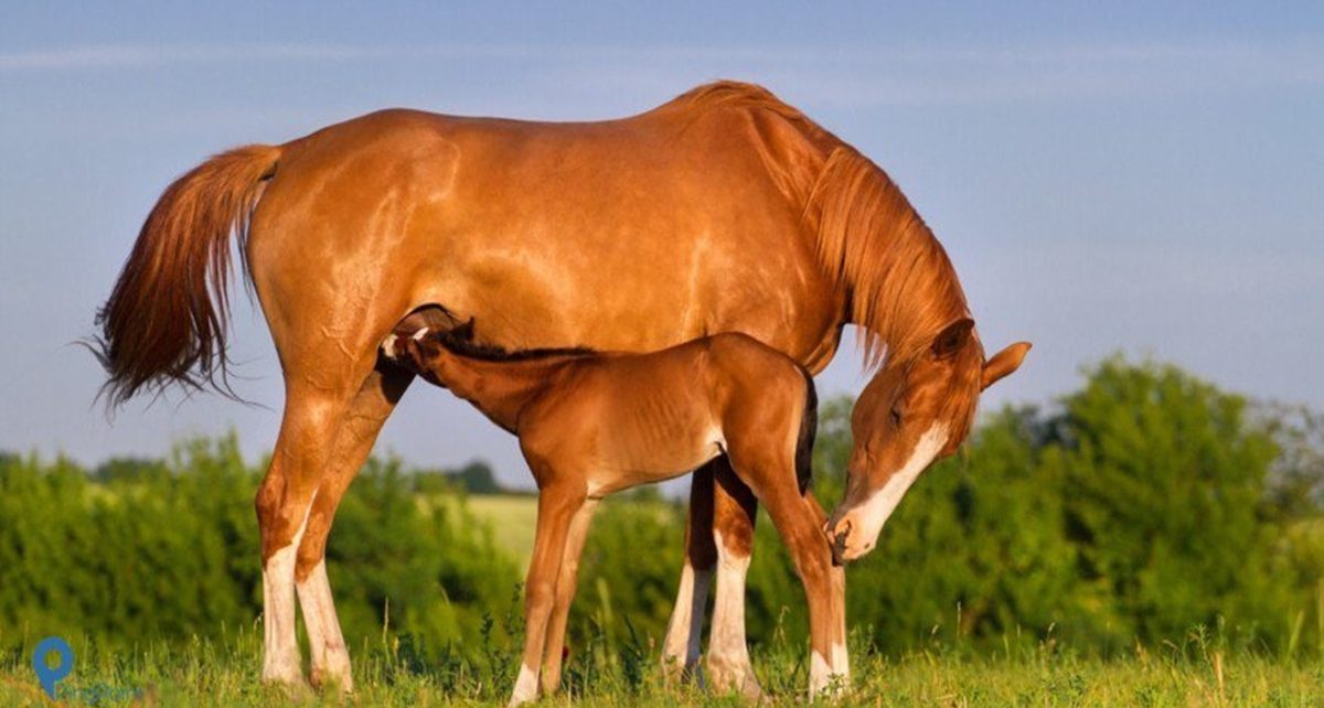 Apa Manfaat Susu Kuda Liar untuk Kesehatan Wajib Kamu Tahu