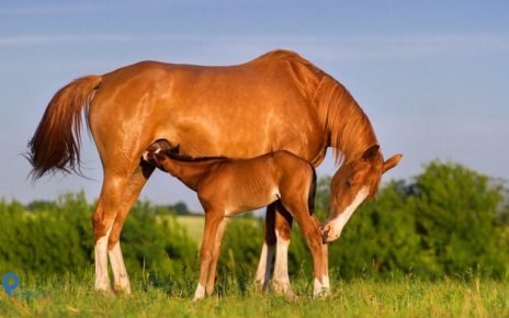 Apa Manfaat Susu Kuda Liar untuk Kesehatan Wajib Kamu Tahu