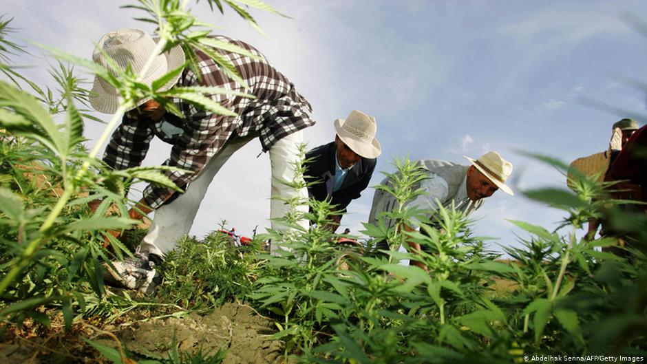 Thailand Melegalkan Kratom Tanaman Herbal Mirip Opium