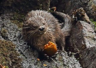 Fakta Menarik Mengenai Marine Otter yang Langka