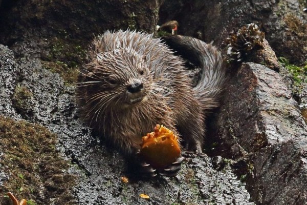 Fakta Menarik Mengenai Marine Otter yang Langka